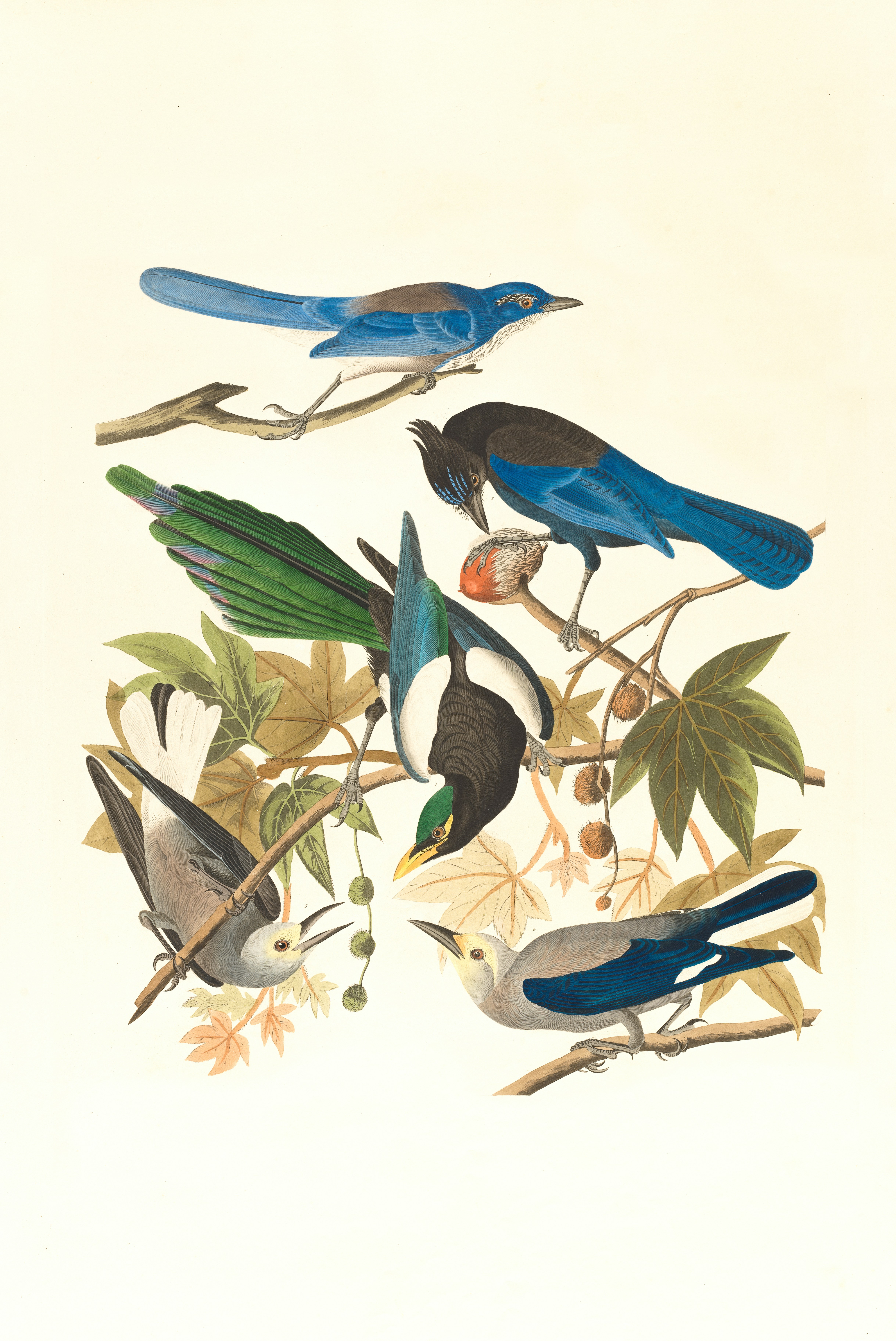 Image of five colourful birds perching on some tree branches.